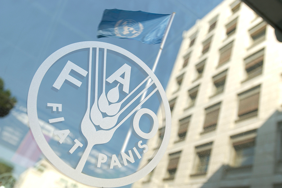 Foto referencial - FAO